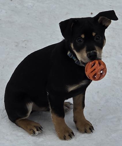Enlarge Balsam, a ADOPTABLE mixed breed in Saint Paul, MN image 1/6