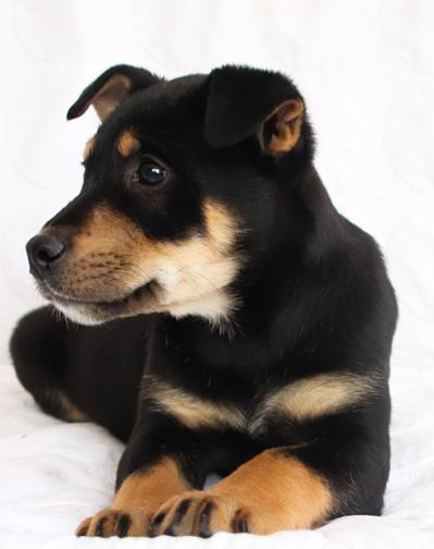 Enlarge Balsam, a ADOPTABLE mixed breed in Saint Paul, MN image 4/6