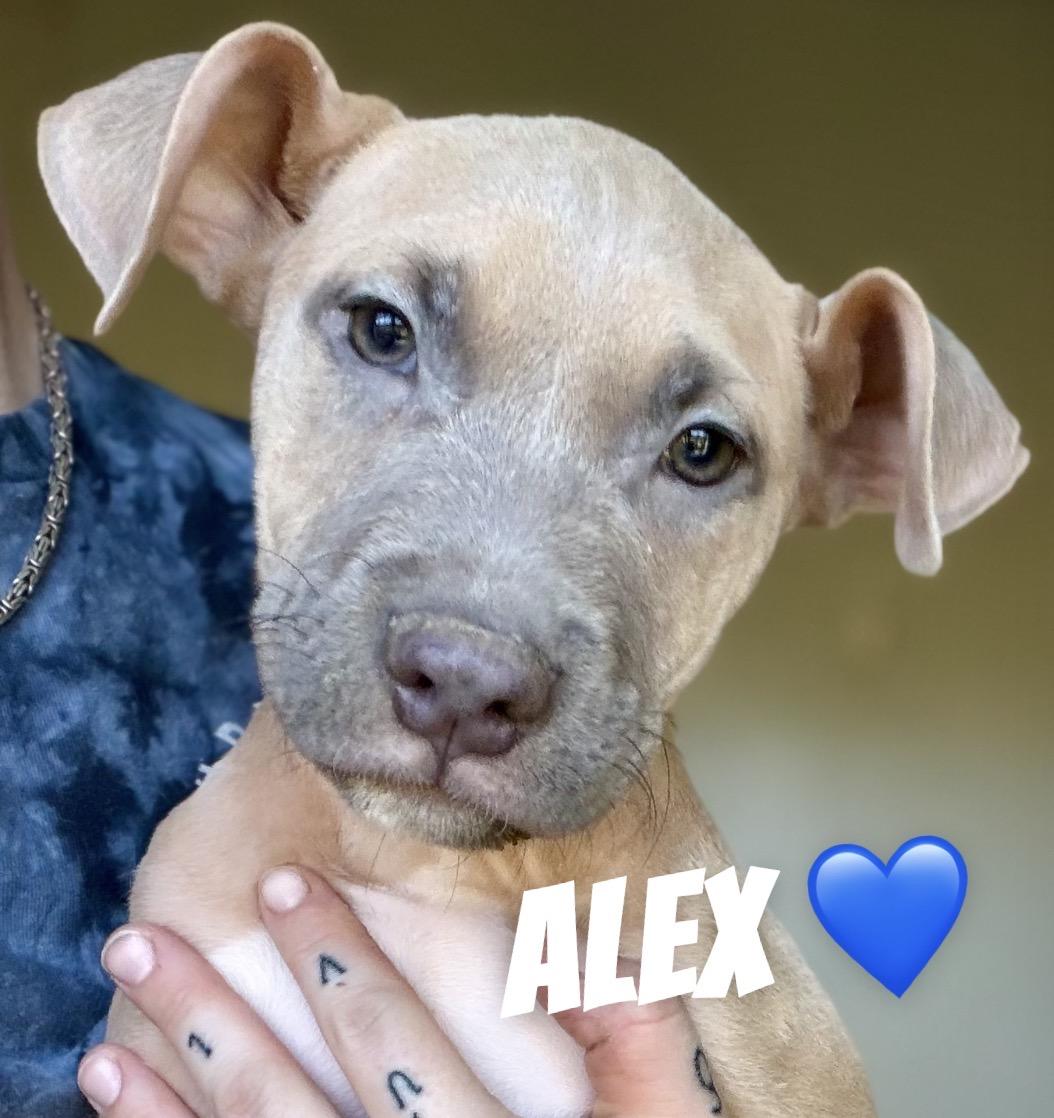 Alex, Adoptable, Puppy Male Pit Bull Terrier.