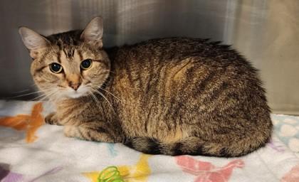 Millie, ADOPTABLE, Adult Female Domestic Short Hair & Tabby.