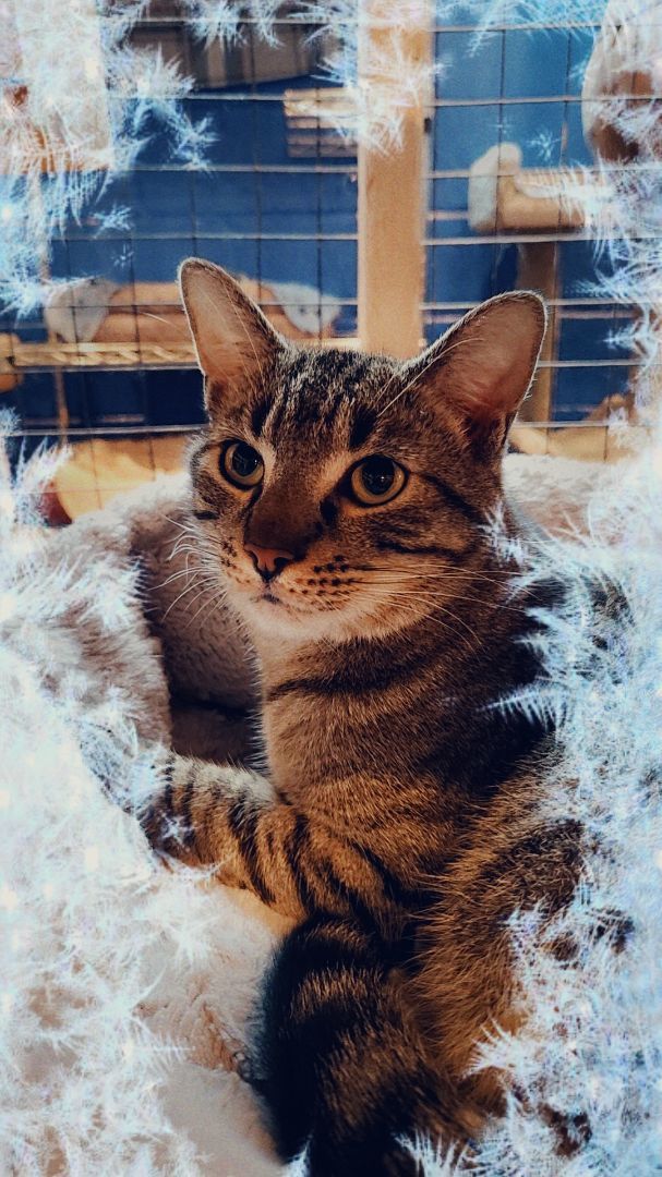 Roger, a Adoptable Domestic Short Hair in Landenberg, PA image 3/6