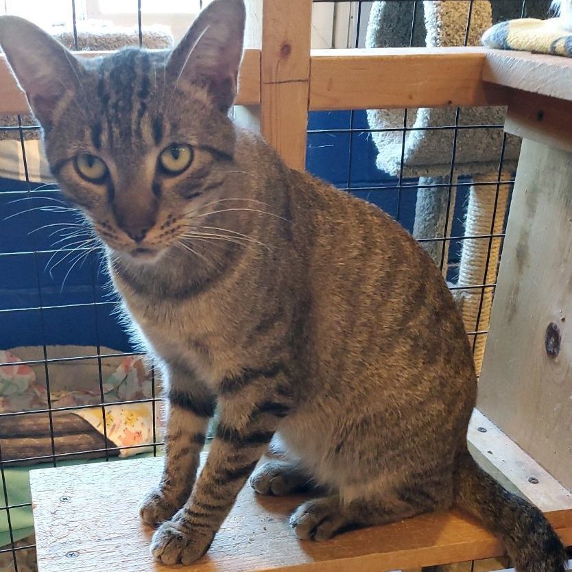 Roger, a Adoptable Domestic Short Hair in Landenberg, PA image 4/6