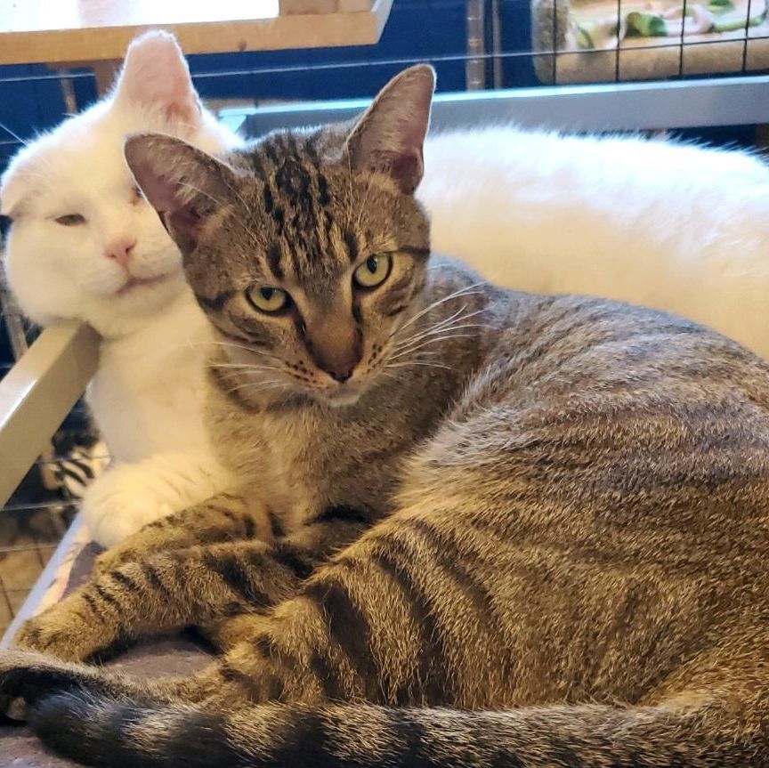 Roger, a Adoptable Domestic Short Hair in Landenberg, PA image 5/6