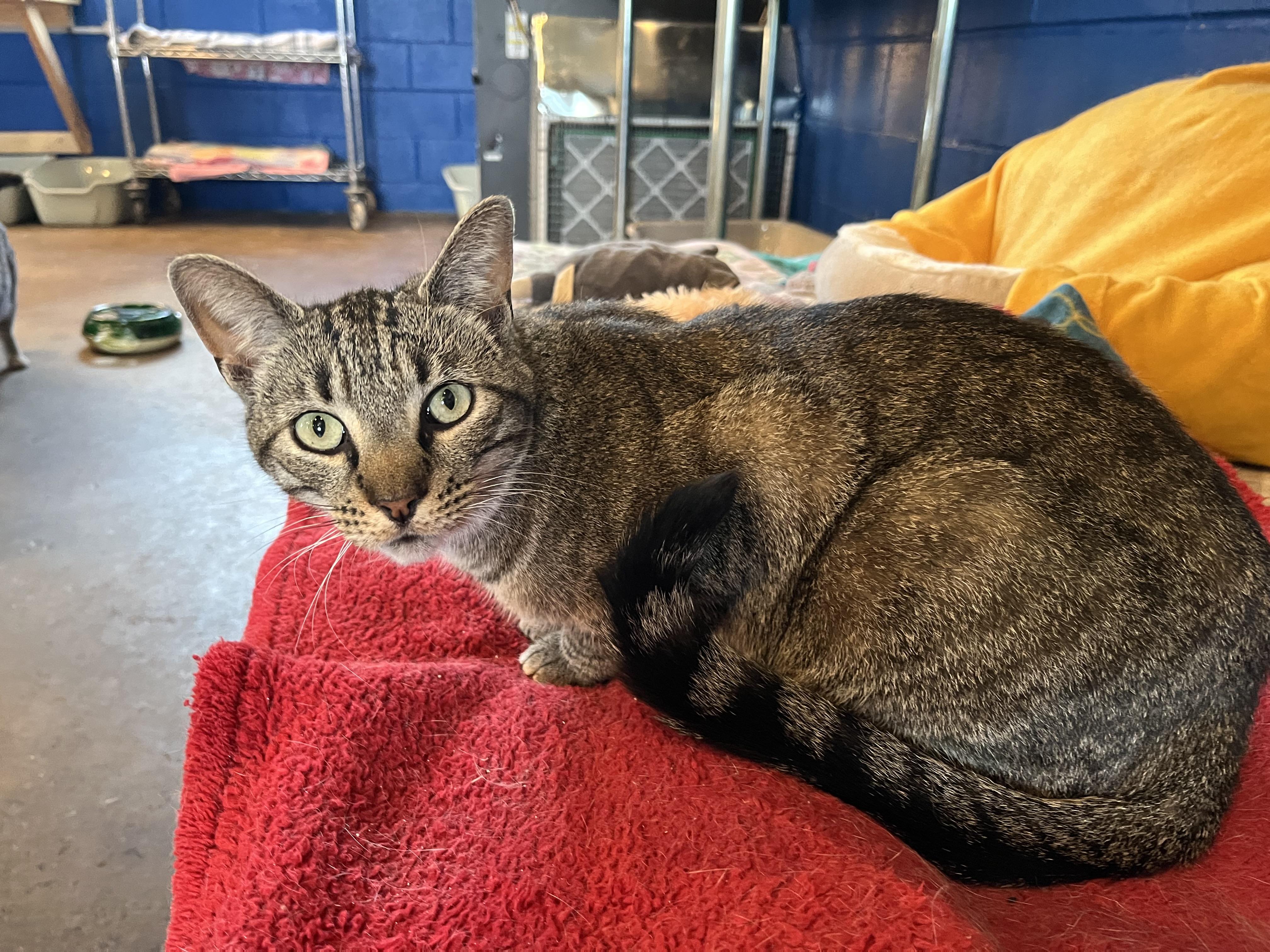 Roger, a Adoptable Domestic Short Hair in Landenberg, PA image 1/6