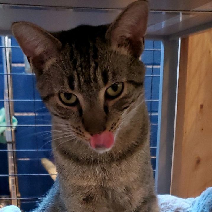 Roger, a Adoptable Domestic Short Hair in Landenberg, PA image 6/6