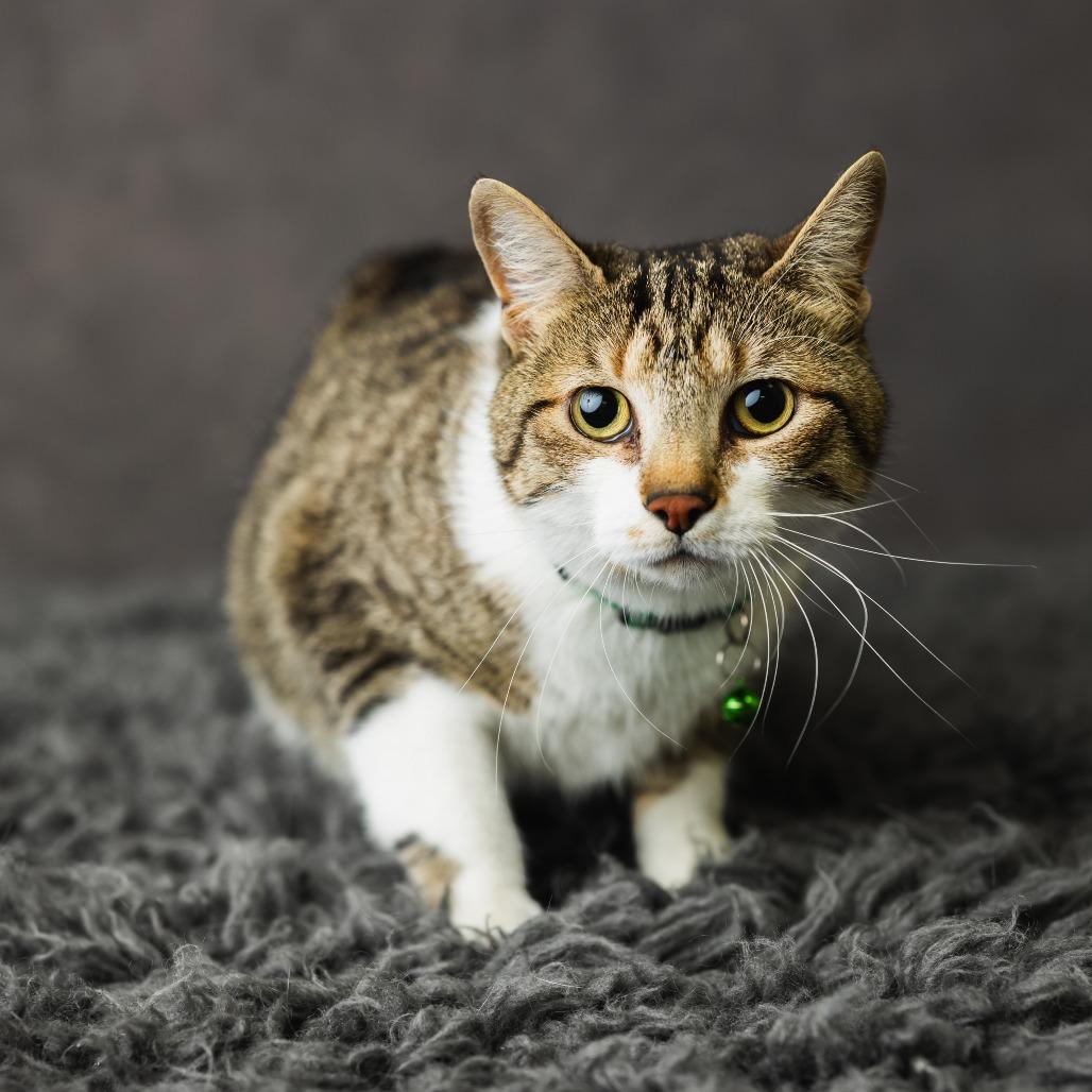 Sharla, a Adoptable Domestic Short Hair in St. Paul, MN image 1/4