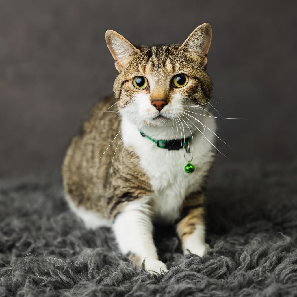 Sharla, a Adoptable Domestic Short Hair in St. Paul, MN image 2/4