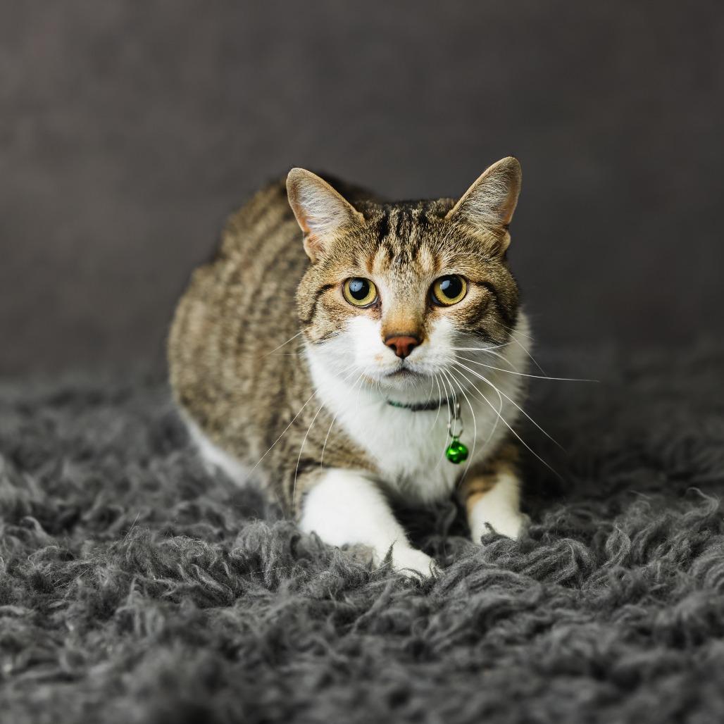 Sharla, a Adoptable Domestic Short Hair in St. Paul, MN image 3/4