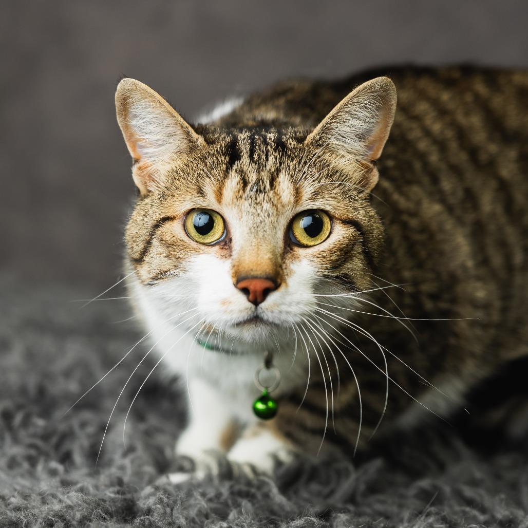 Sharla, a Adoptable Domestic Short Hair in St. Paul, MN image 4/4