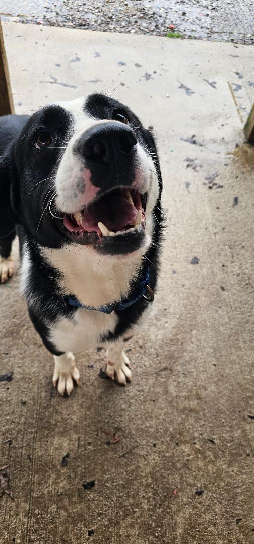 Enlarge ZERO (BOYFRIEND <3), a Adoptable Mixed Breed in Du Quoin, IL image 2/3