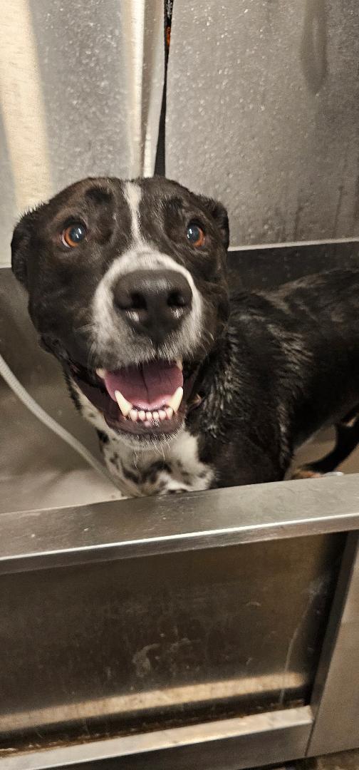 Enlarge ZERO (BOYFRIEND <3), a Adoptable Mixed Breed in Du Quoin, IL image 1/3