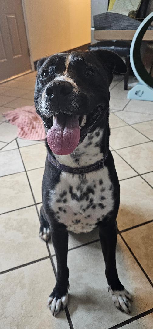 Enlarge ZERO (BOYFRIEND <3), a Adoptable Mixed Breed in Du Quoin, IL image 2/3