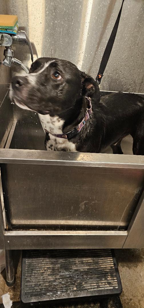 Enlarge ZERO (BOYFRIEND <3), a Adoptable Mixed Breed in Du Quoin, IL image 3/3