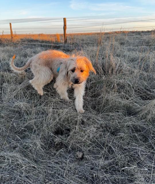 Doug, a Adoptable mixed breed in Spokane Valley, WA image 2/2