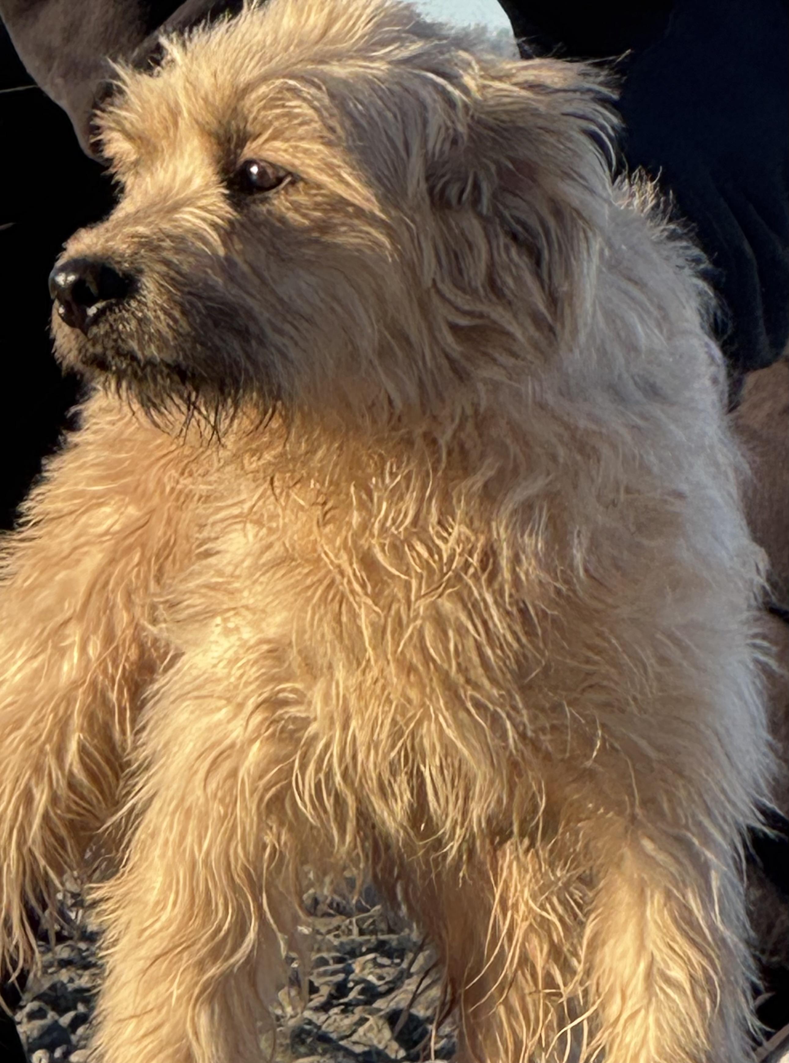 Enlarge Doug, an adopted mixed breed in Spokane Valley, WA image 2/4