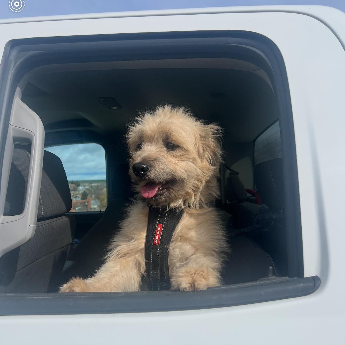 Enlarge Doug, an adopted mixed breed in Spokane Valley, WA image 4/4