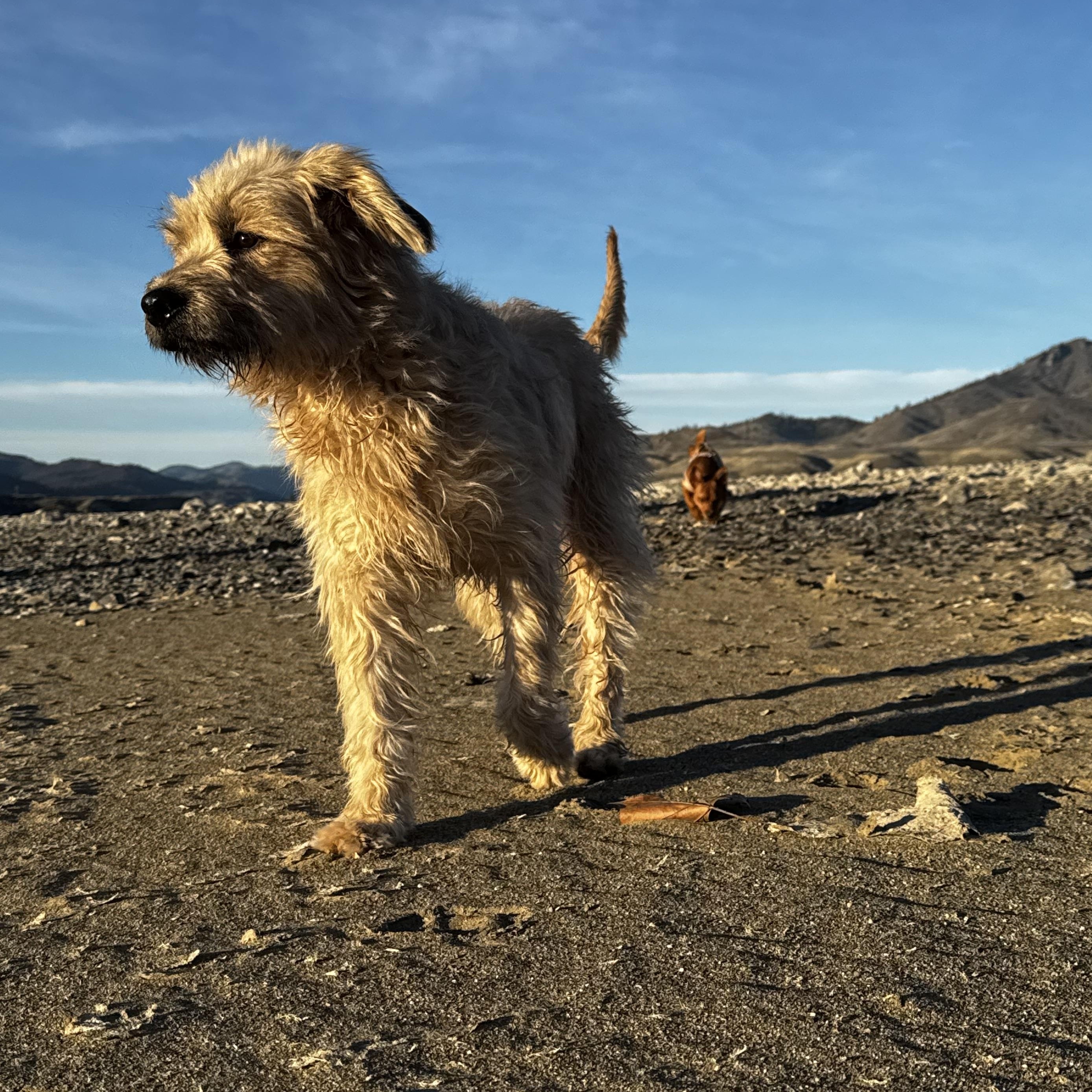 Enlarge Doug, an adopted mixed breed in Spokane Valley, WA image 1/4