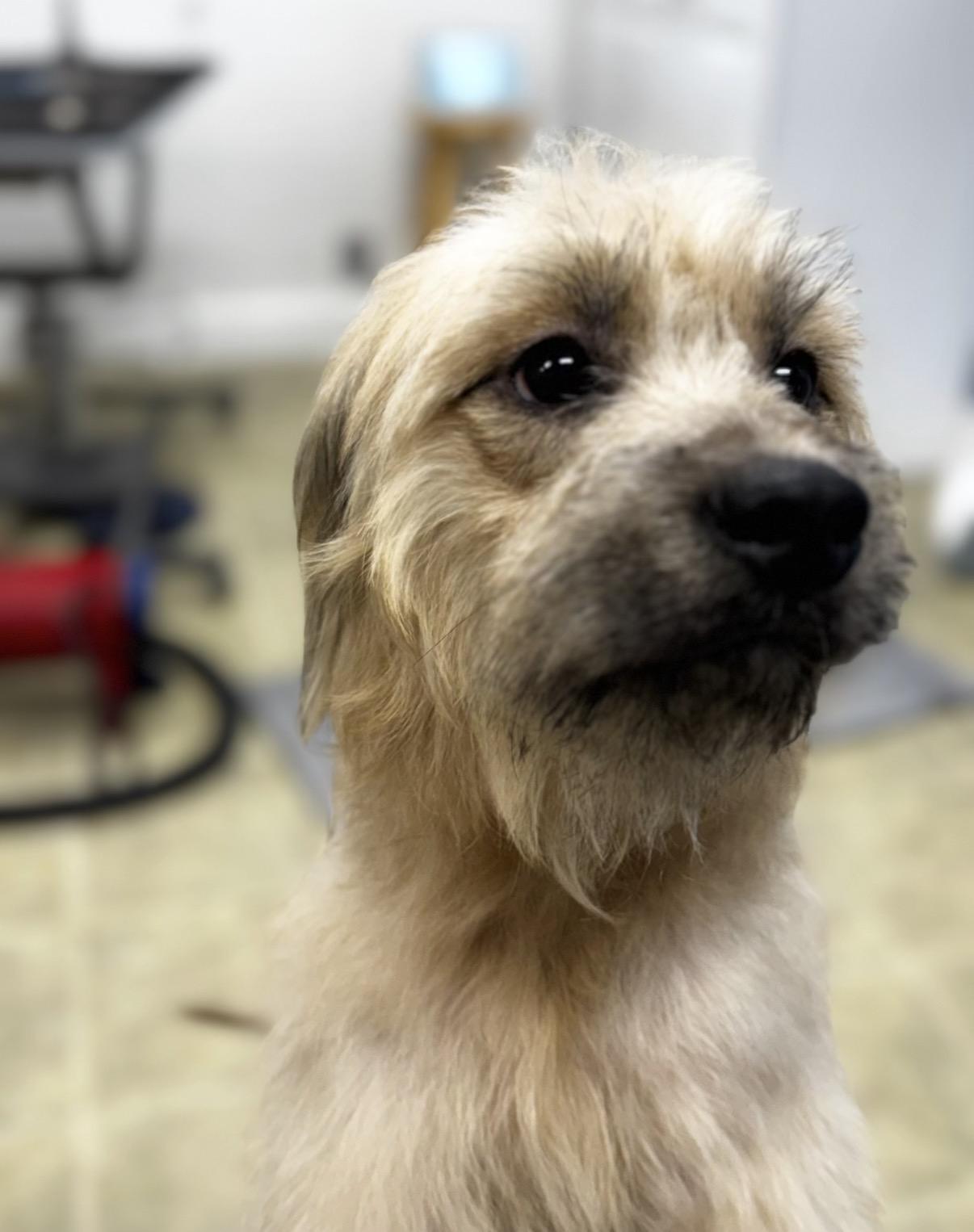 Doug, Adoptable, Young Male Terrier.