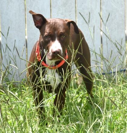 Enlarge Shaggy, a Adoptable mixed breed in Inverness, FL image 2/3