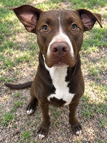 Shaggy, Adoptable, Adult Male Pit Bull Terrier & American Staffordshire Terrier.