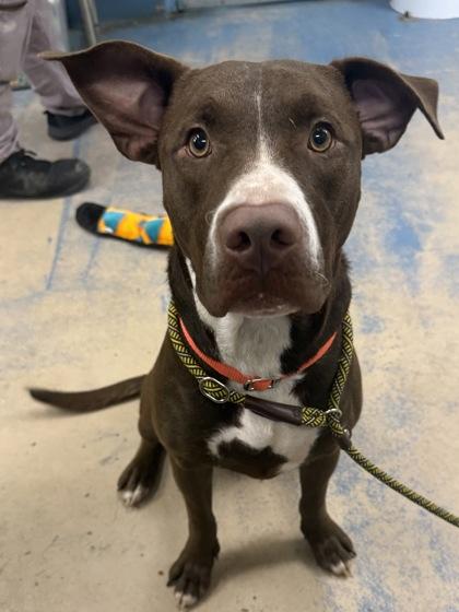 Enlarge Shaggy, a Adoptable mixed breed in Inverness, FL image 2/2