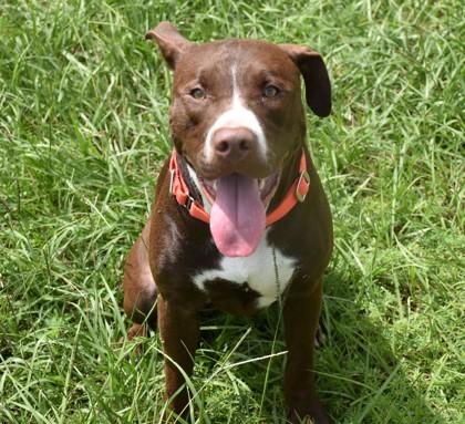 Enlarge Shaggy, a Adoptable mixed breed in Inverness, FL image 3/3