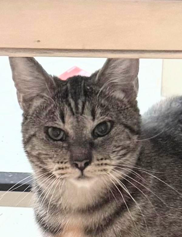 Eclipse, Adoptable, Young Female Tabby.