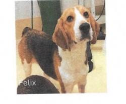 Enlarge Felix, a Adoptable Beagle in O'Fallon, MO image 1/1
