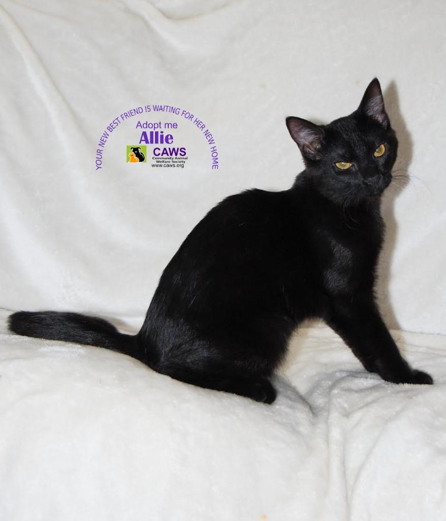 Enlarge Allie, a Adoptable mixed breed in Salt Lake City, UT image 1/1