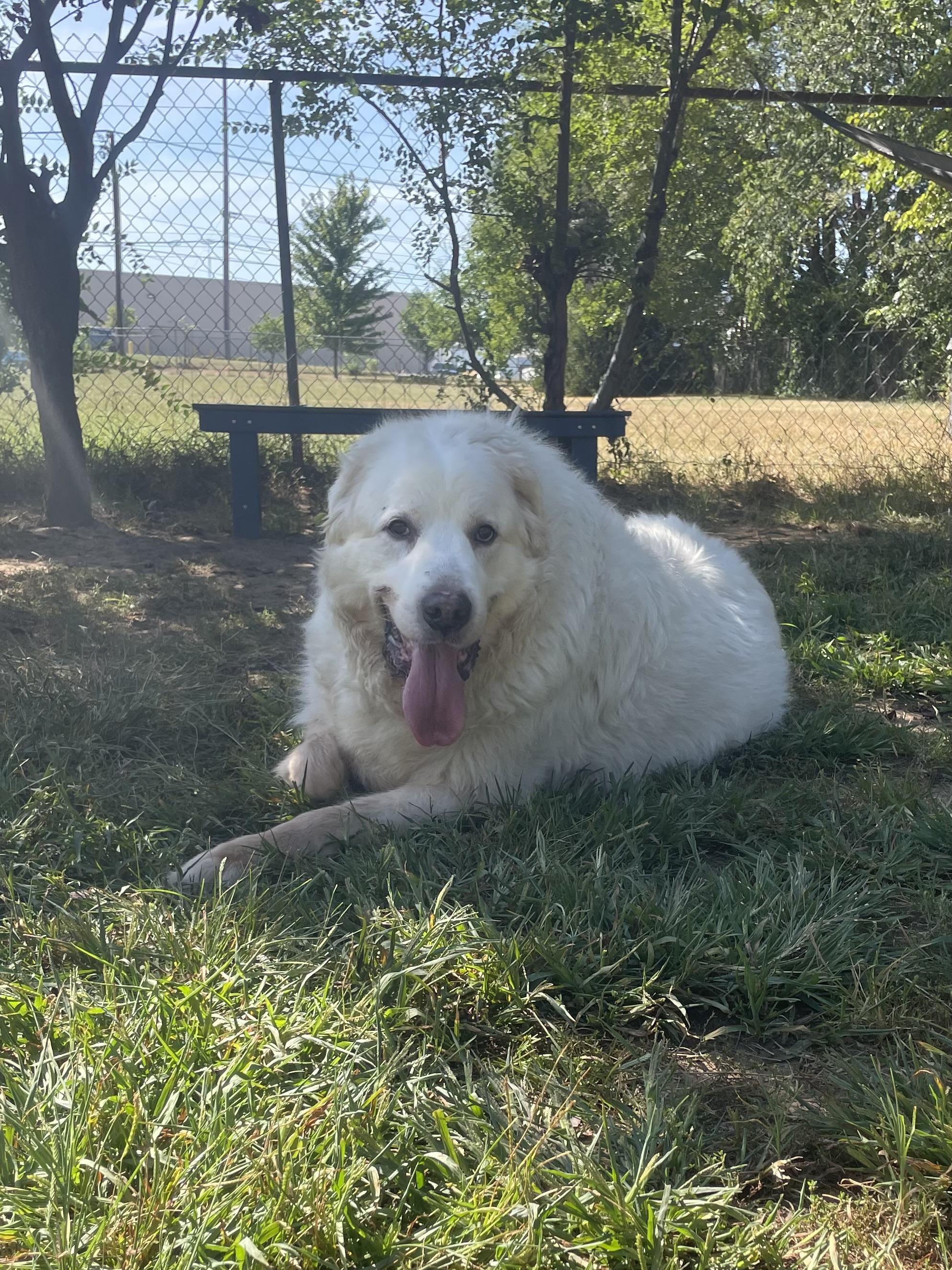 Enlarge Baby Snoot, a Adoptable Great Pyrenees in Mishawaka, IN image 3/6
