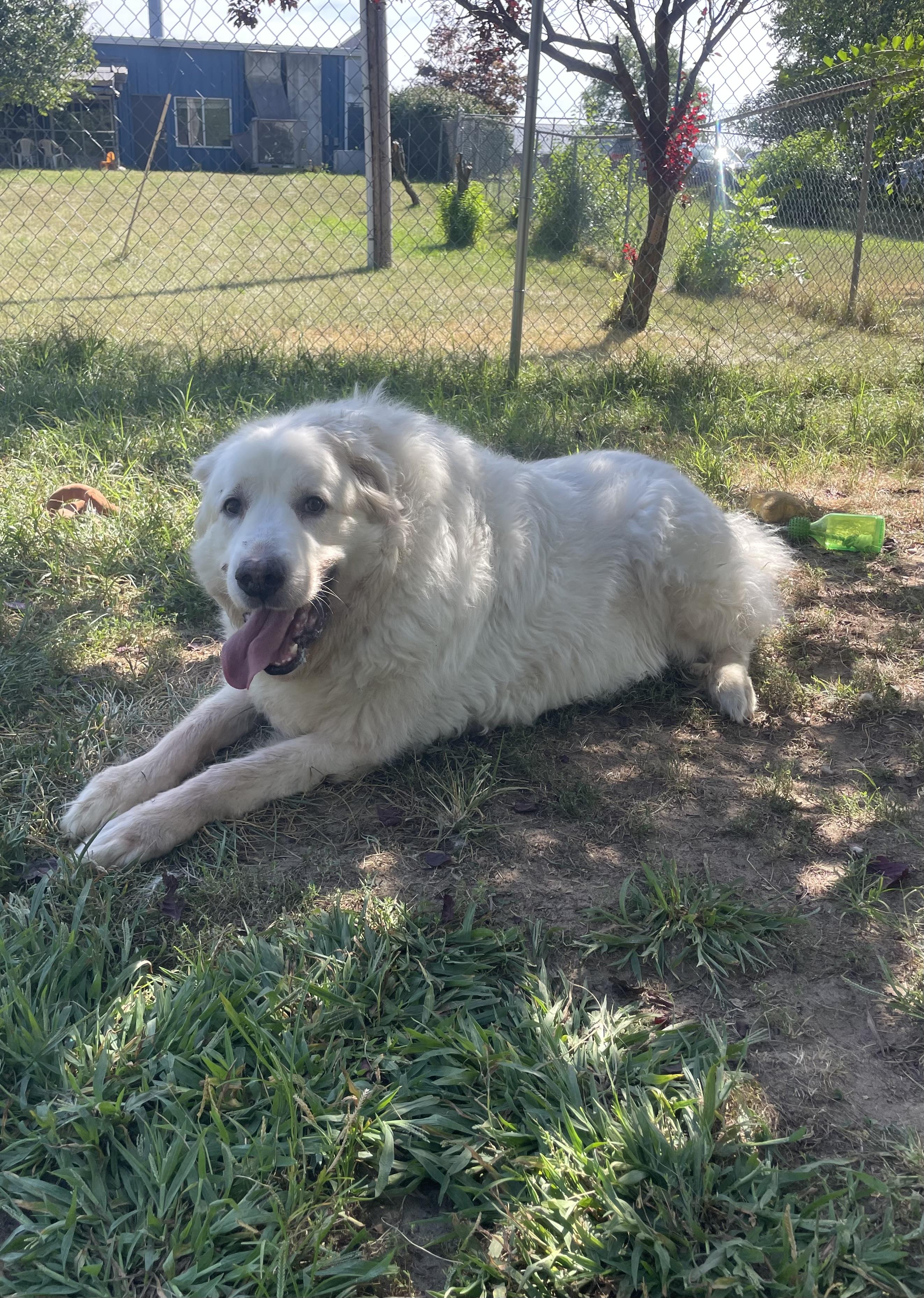 Baby Snoot, Adoptable, Adult Male Great Pyrenees.