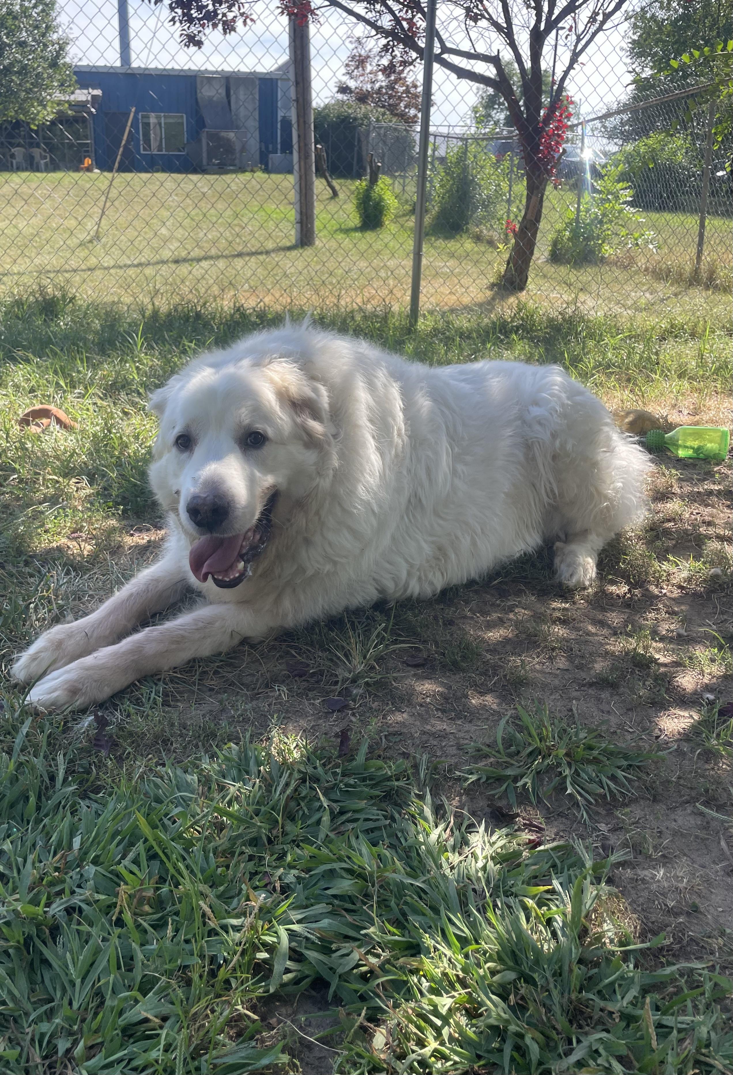 Enlarge Baby Snoot, a Adoptable Great Pyrenees in Mishawaka, IN image 5/6