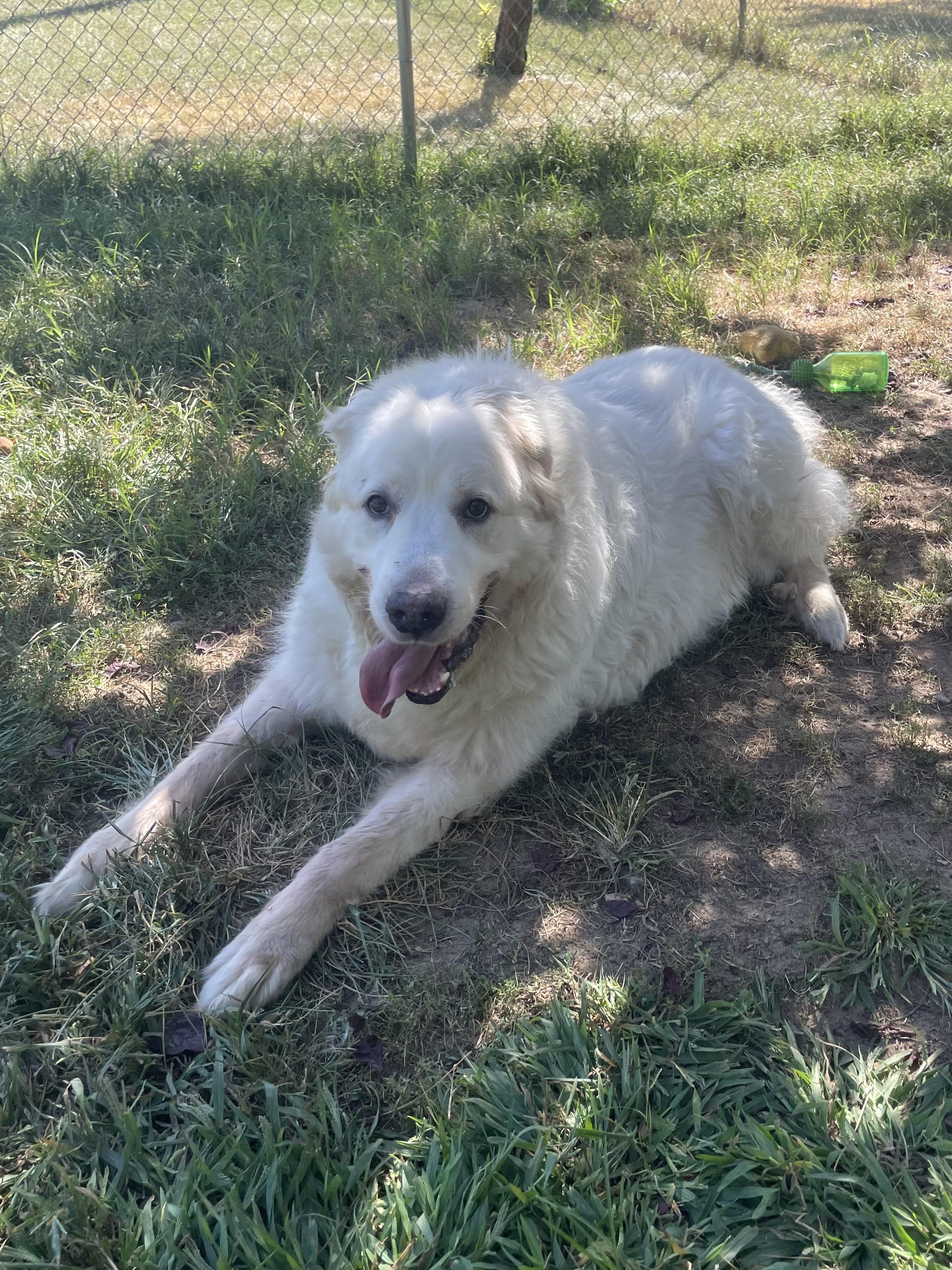 Enlarge Baby Snoot, a Adoptable Great Pyrenees in Mishawaka, IN image 6/6