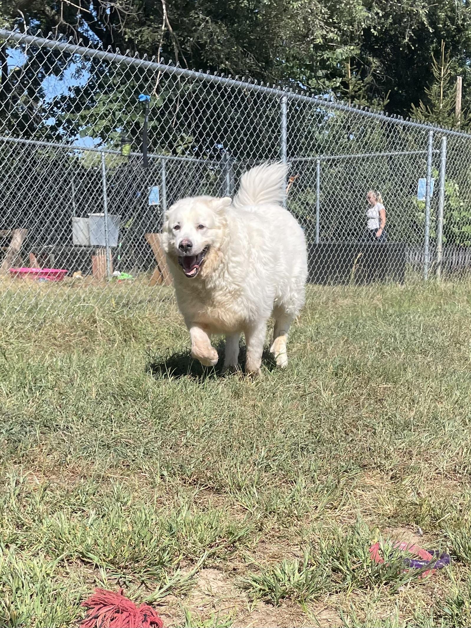 Enlarge Baby Snoot, a Adoptable Great Pyrenees in Mishawaka, IN image 4/6