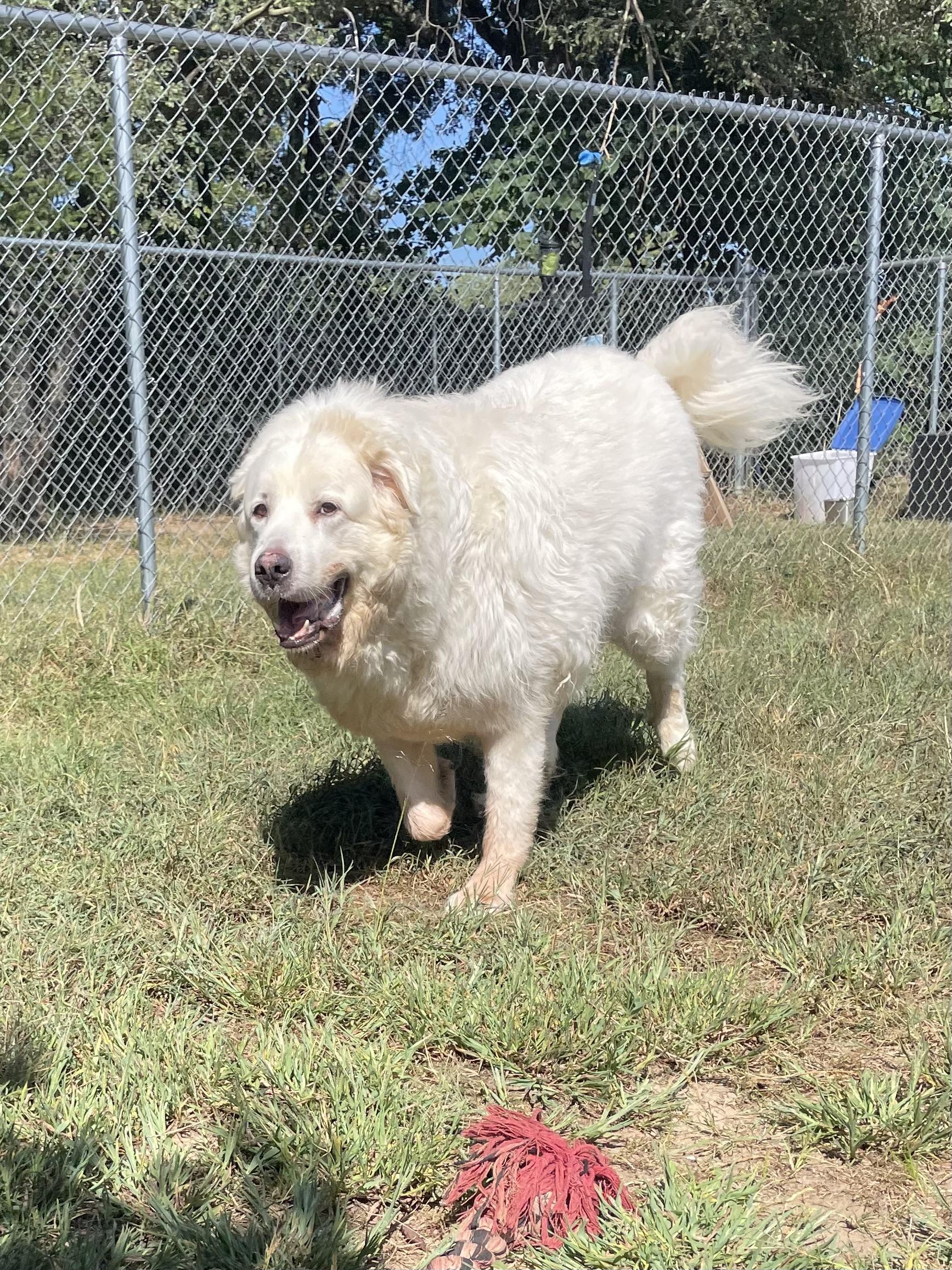 Enlarge Baby Snoot, a Adoptable Great Pyrenees in Mishawaka, IN image 2/6