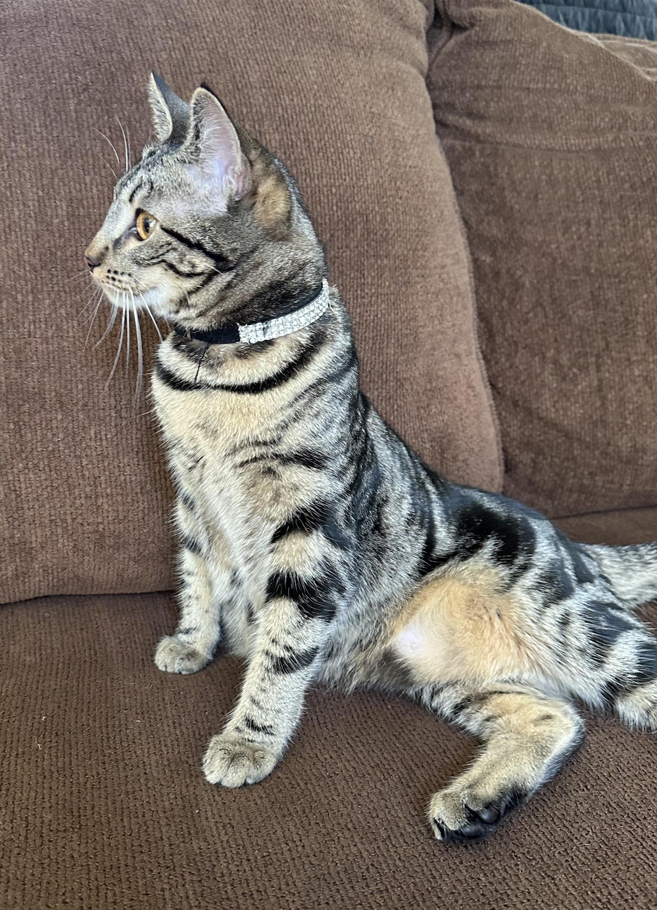 Enlarge Suma, a ADOPTABLE Domestic Short Hair in Antioch, CA image 2/2