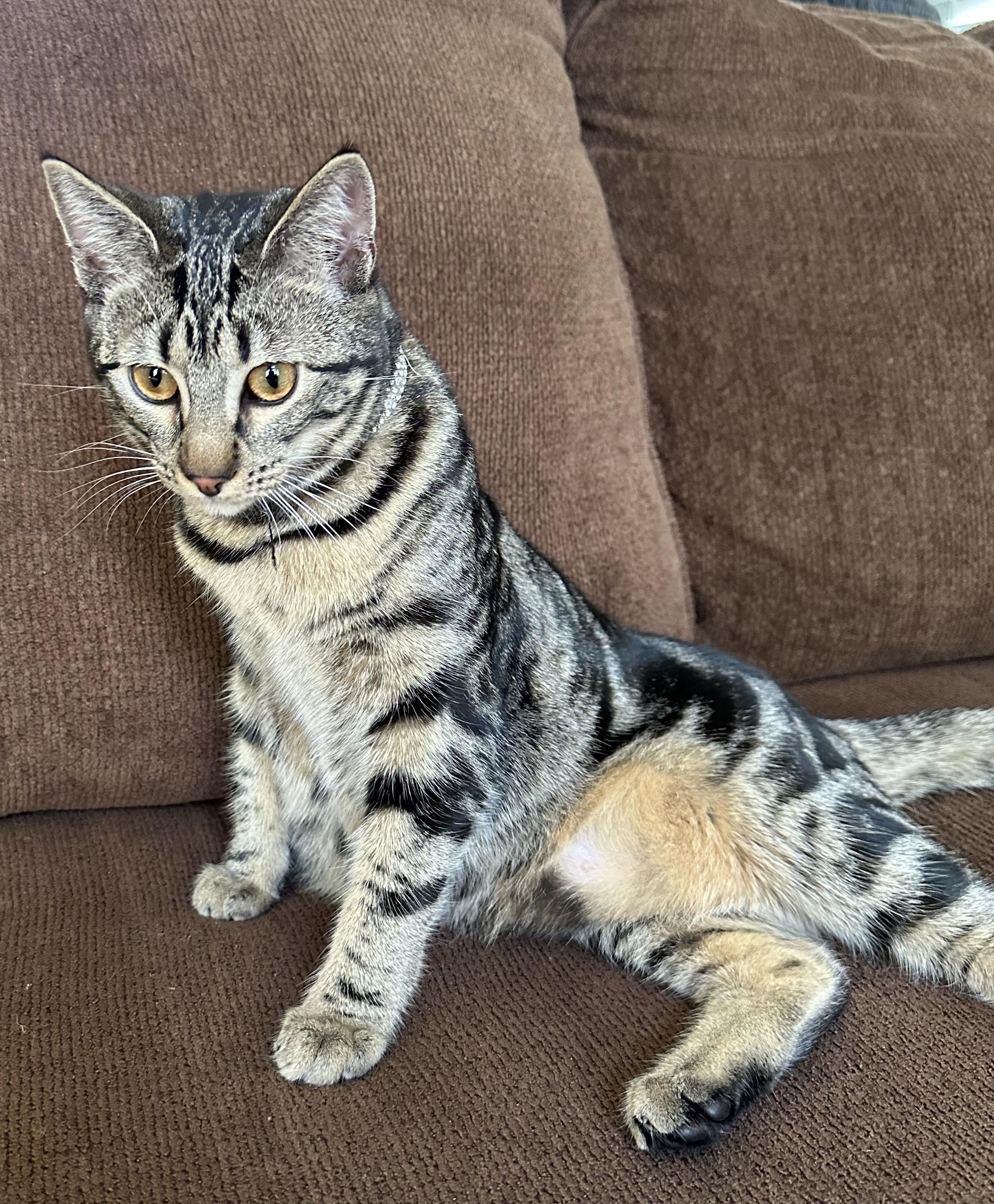 Enlarge Suma, a ADOPTABLE Domestic Short Hair in Antioch, CA image 1/2