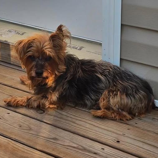 Chuck, a Adoptable Yorkshire Terrier in Rockville, MD image 2/4