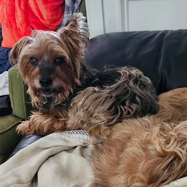 Chuck, a Adoptable Yorkshire Terrier in Rockville, MD image 1/4