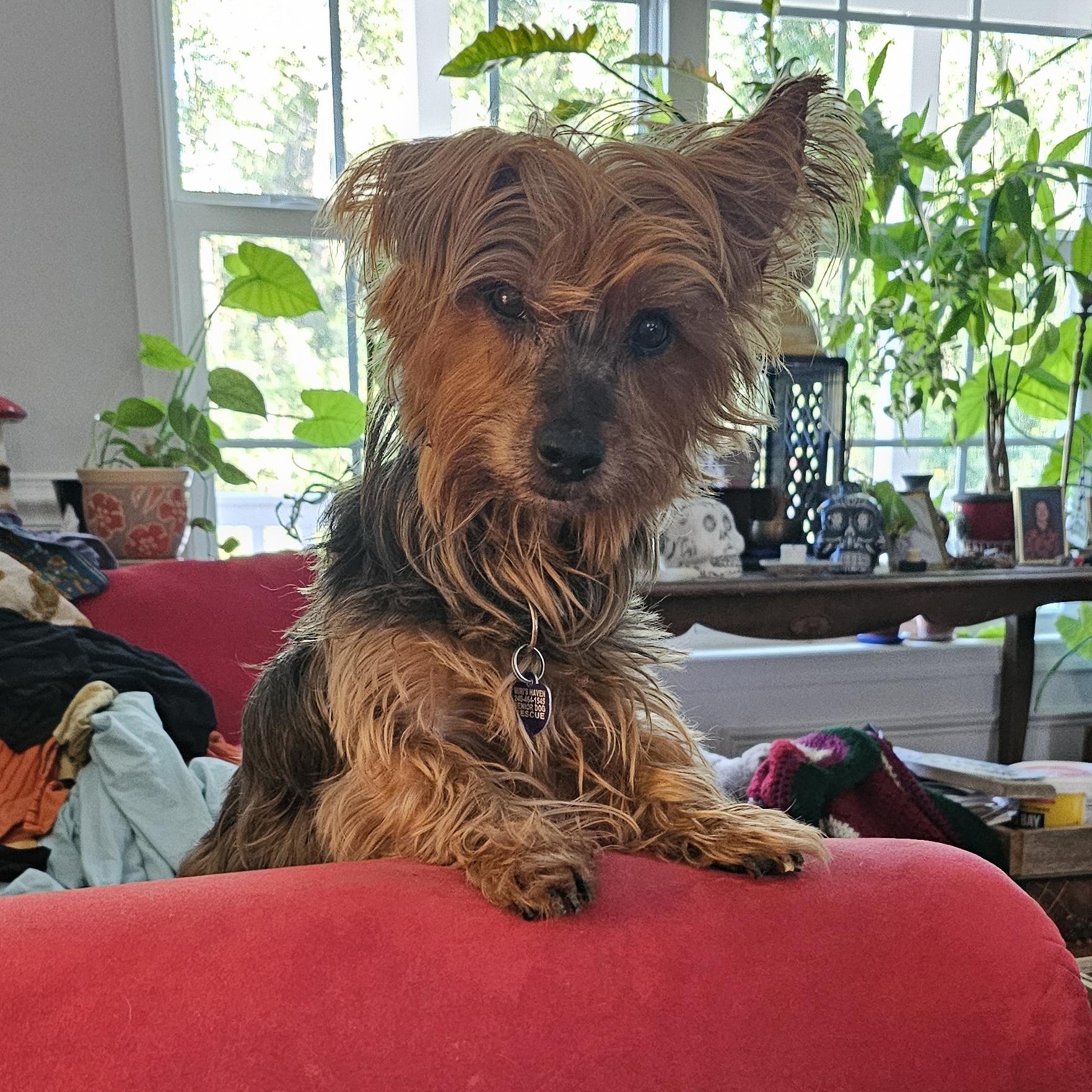 Chuck, a Adoptable Yorkshire Terrier in Rockville, MD image 3/4