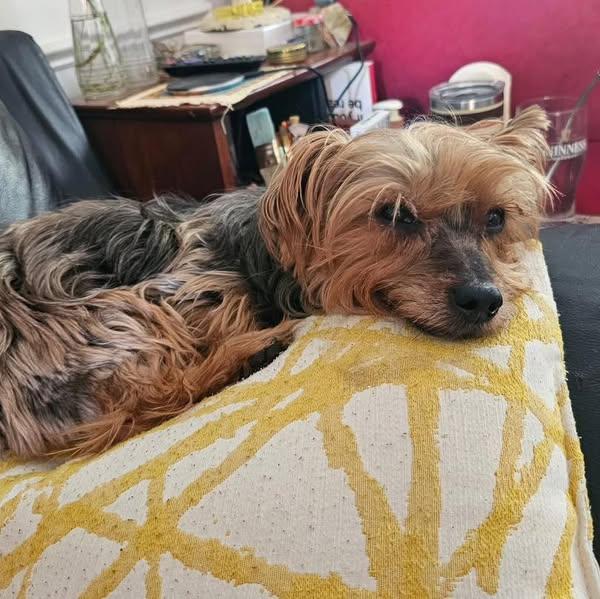 Chuck, a Adoptable Yorkshire Terrier in Rockville, MD image 4/4