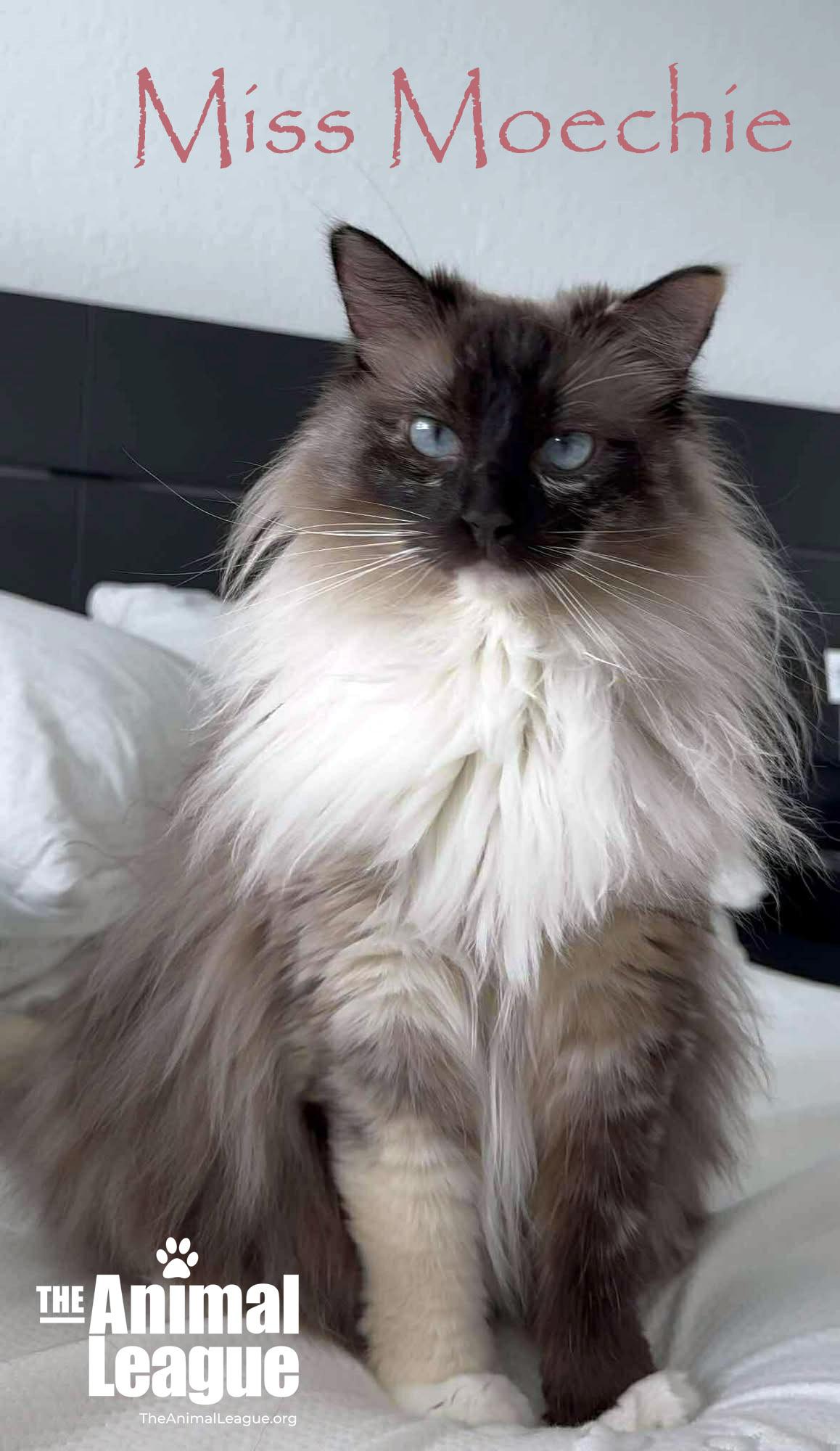 Miss Moechie, Adult Female Ragdoll