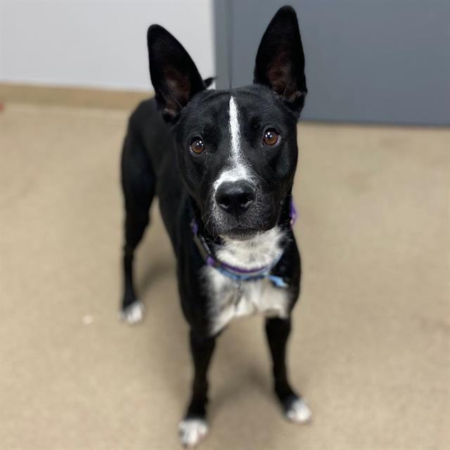 Enlarge PIERRE, a Adoptable mixed breed in Aurora, CO image 1/1