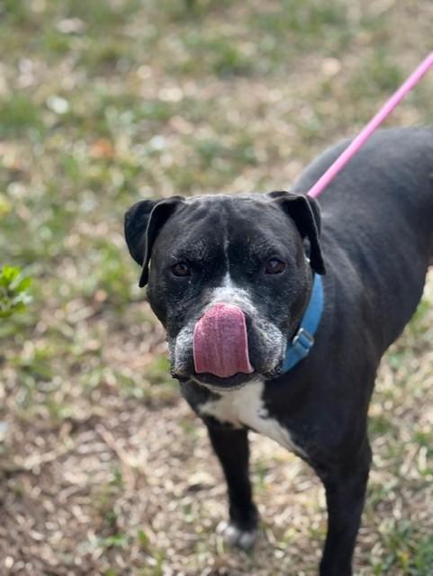 Enlarge King, a Adoptable mixed breed in Marlborough, MA image 5/6