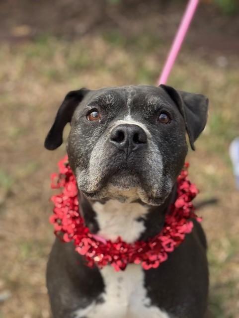 Enlarge King, a Adoptable mixed breed in Marlborough, MA image 2/6