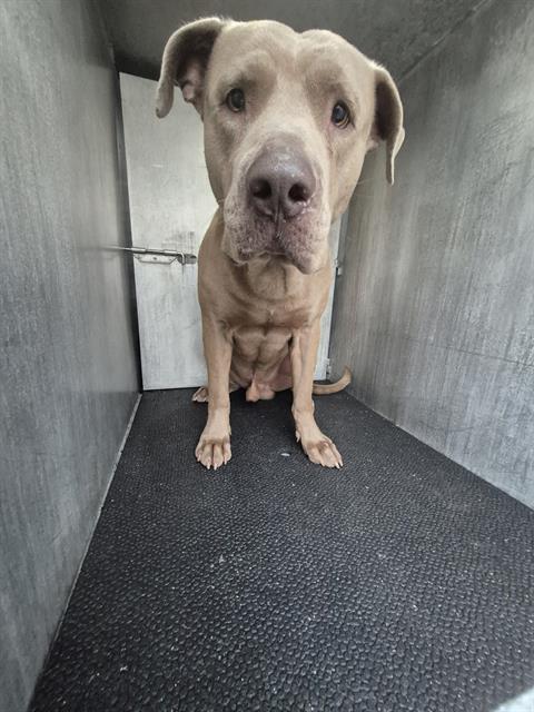 ARAMIS, Adoptable, Adult Male American Staffordshire Terrier.