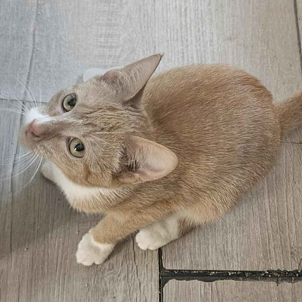 Willow, Adoptable, Young Female Domestic Short Hair.