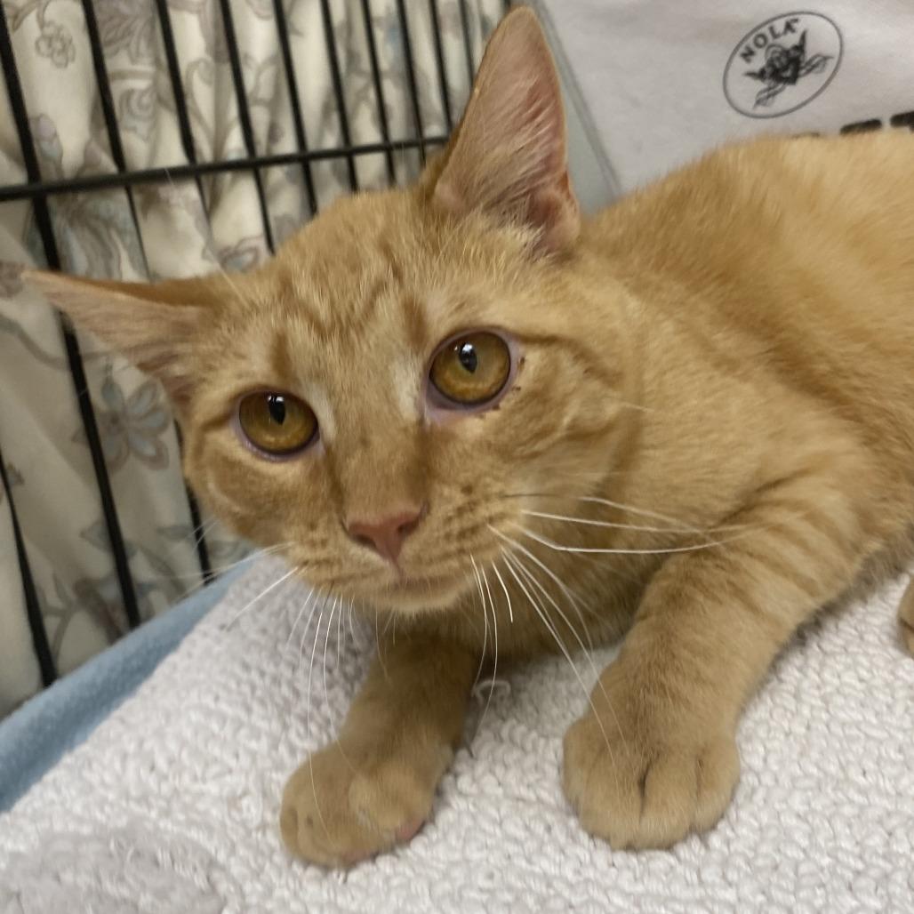 Enlarge Wabi Sabi, a Adoptable Domestic Short Hair in Fletcher, NC image 2/4