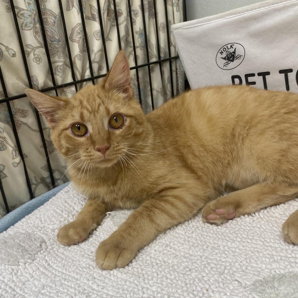 Enlarge Wabi Sabi, a Adoptable Domestic Short Hair in Fletcher, NC image 3/4