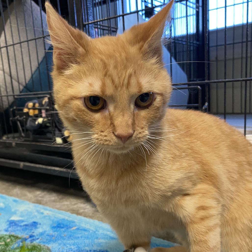 Enlarge Wabi Sabi, a Adoptable Domestic Short Hair in Fletcher, NC image 4/4